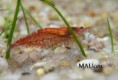 Neocaridina denticulata sp. Red cherry